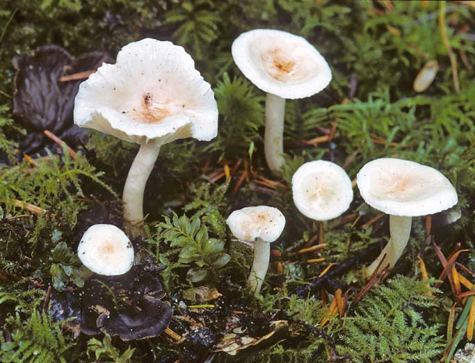 Hygrophorus pusillus